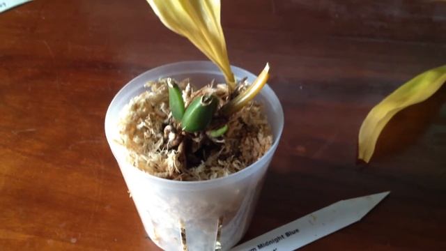 Orchid Mistakes! Bollopetalum Midnight Blue 'Cardinal's Roost' смотреть онлайн