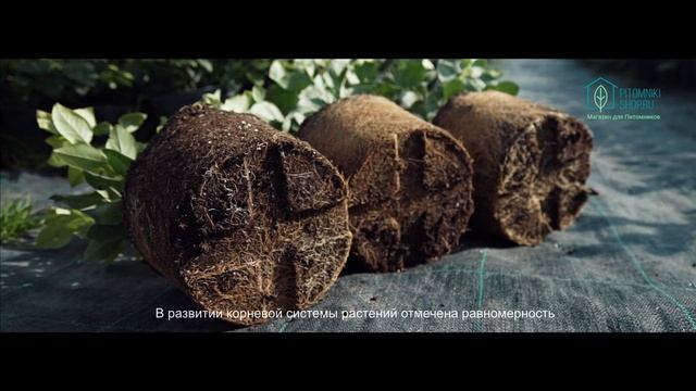 Преимущества удобрения Осмокот