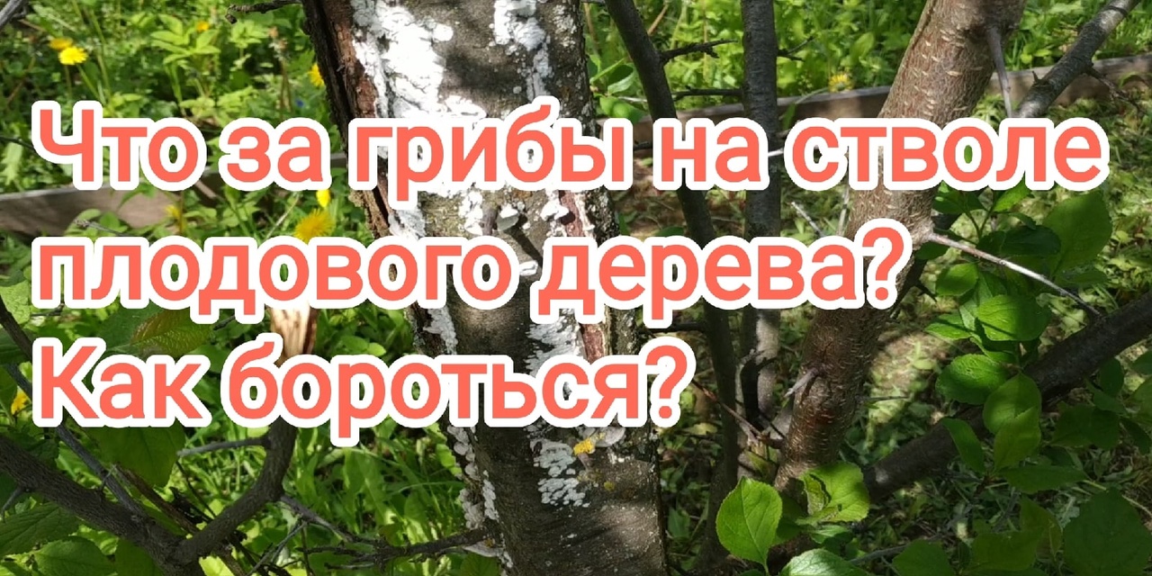 Грибы,котрые убивают ваши деревья-трутовики,гриб гребенщик,щелелистник.