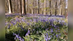 HALLERBOS/BLUEFOREST BELGIUM | CASA THIJS