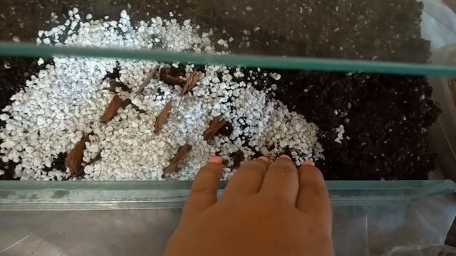 Флорариум для хищных растений. Часть 1.