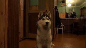 Чем кормить Хаски? Мясом!