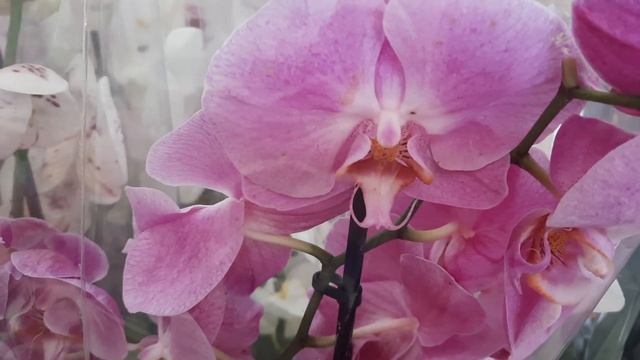 Орхидеи в Летто. Майкоп. смотреть онлайн