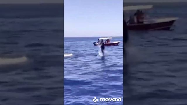 #shorts Касатка устроила конкуренцию Дельфину смотреть онлайн