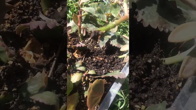 КАЛАНХОЭ!Результат укоренения черенков!! смотреть онлайн