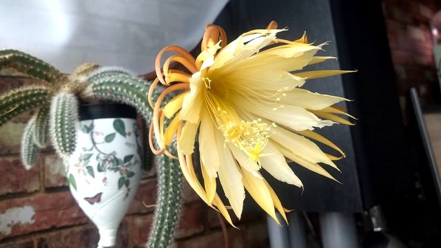 Selenicereus validus opening its flower смотреть онлайн