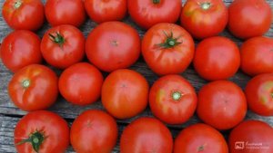 Томат ПРЕЗИДЕНТ / Лучшие гибриды 2022 года на нашем участке /Часть 1