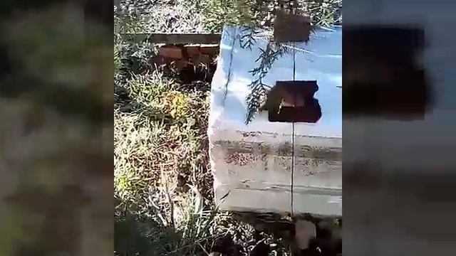 Хамеропс приземистый, укрытие пальмы в Ростове