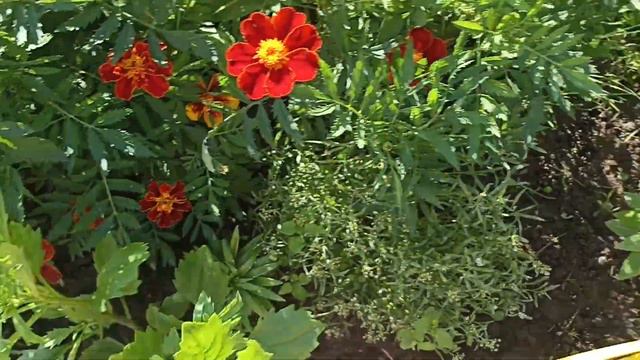 Обзор дачи на 5 августа 2023.🌼🌸🌸🌸🌻🌻🌻🍎🍎🍐🍒🍅 смотреть онлайн