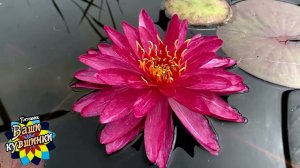 Нимфея Bangkok Miracle (Бангкокское чудо) кувшинка, waterlily, водные растения, пруд