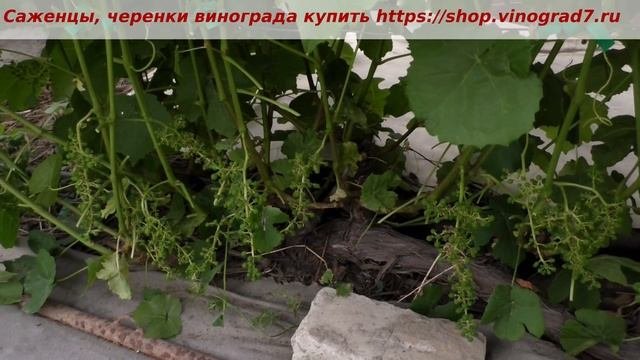 Кишмиш Венус сидлис- после возвратных заморозков все же дает урожай, оплодотворение, грозди. Пузенк