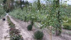 Обзор плодовых крупномеров в Егорьевский питомнике Никитенко Александра