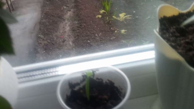 Выращивание адениума из семян с алиэкспресс 15 дней после посадки смотреть онлайн