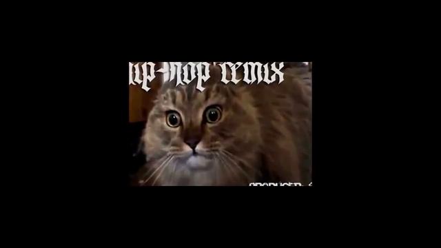 Копия видео NO Cat поет со звездами смотреть онлайн