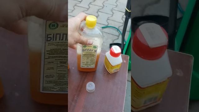 Тля атакует огурцы, обработка огурцов во время плодоношения. Сентябрь 2023