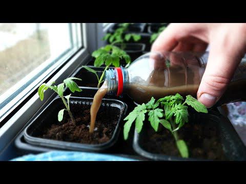 Это самый быстрый способ сделать свою рассаду крепкой и низкорослой! Секреты рассада помидор.