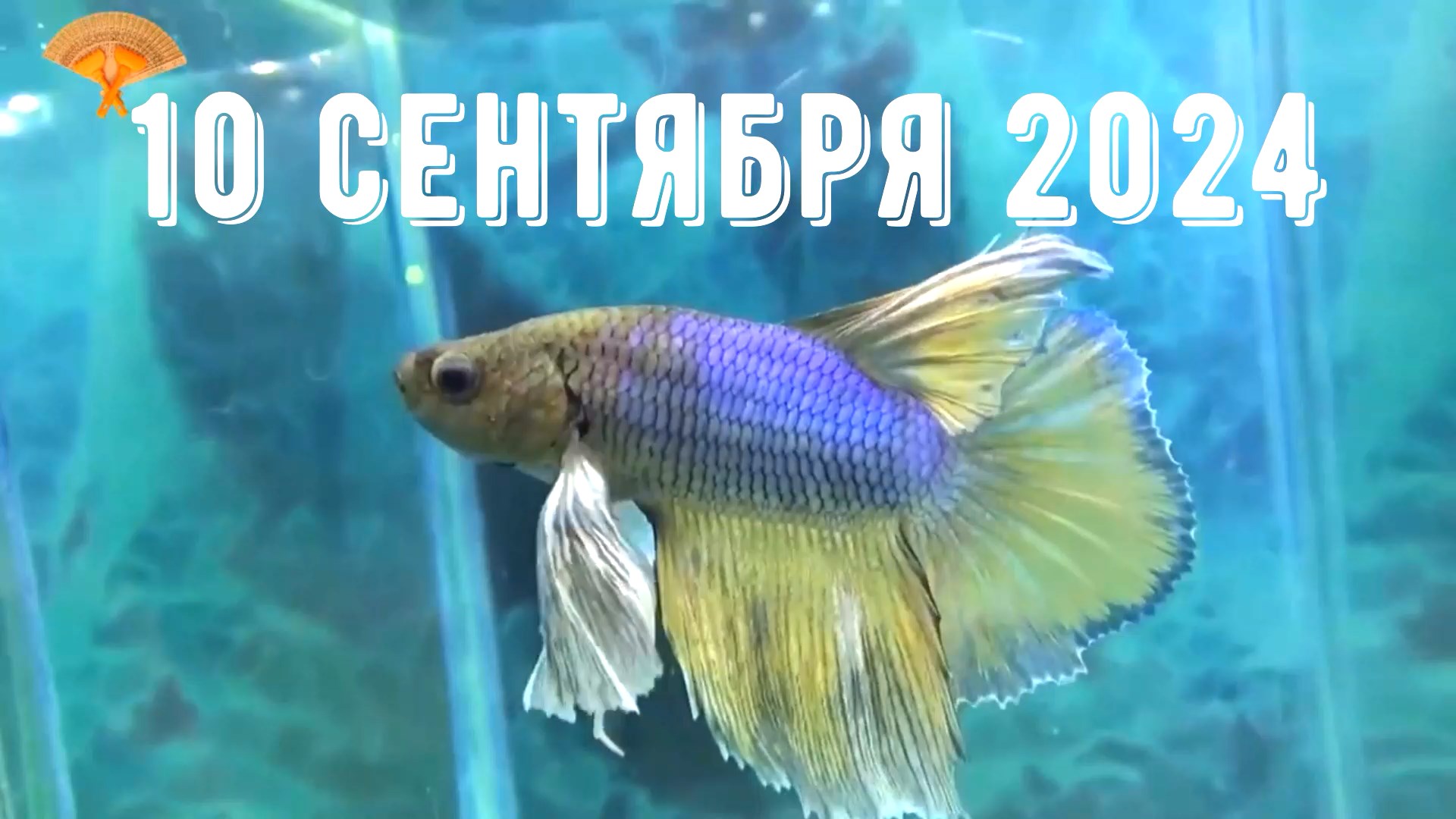 Грабли веерные Для любителей канала Грабли Live 10 09 2024