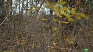 Орех маньчжурский посадка и уход. Дальневосточная флора.