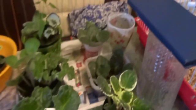 Большая пересадка смотреть онлайн