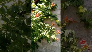 Кампсис,Текома уход, содержание