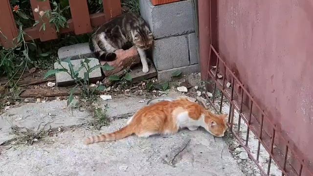 Опять ЗАГУЛЯЛА ... смотреть онлайн