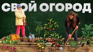 Высаживаем овощи на огороде: как ухаживать за овощами и фруктами для богатого урожая?
