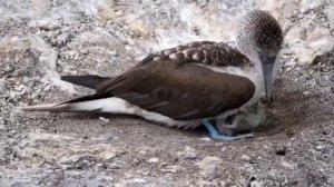 ?Галапагосские острова/ уникальное место(интересные факты) Иностранка говорит по-русски! ?