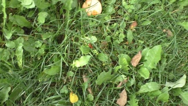 Красивый хмель / Собираю урожай на даче смотреть онлайн