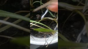 Падура в цветочных горшках!