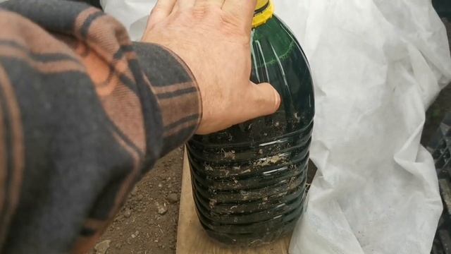 Что случилось с рассадой перца и как ей помочь, листики скручиваются лодочкой и желтеют, что делать смотреть онлайн