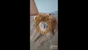 Песня Леопольда