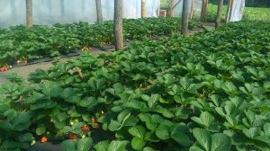 Полив клубники,нормы,периодичность.