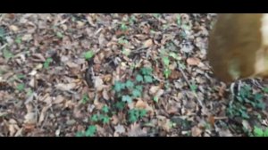 Какие грибы в Анапском районе