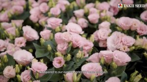 Julietta F1 | Eustoma grandiflorum | Takii Seed