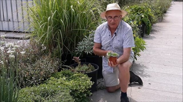 Josep Pàmies - Sempervivum tectorum смотреть онлайн