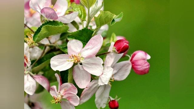 Цветение плодовых деревьев весной. Степанова Наталья