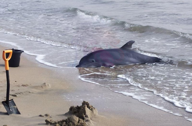 На западном побережье Крыма неравнодушные жители спасли дельфина / События на ТВЦ