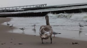 Птицы Калининградской Области