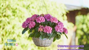 Настольная гортензия "Таблетензия / Table-Tensia".