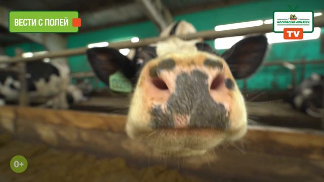 Московские ярмарки TV: пересечение ул. Соколово-Мещерская и ул. Юровская