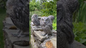 Совята - сплюшата, впервые на улице? #совята #owls #сплюшка #музейсовушек #филосовия #токсово