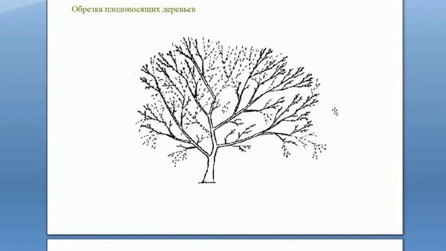 Обрезка плодоносящих и старых деревьев. Вебинар Николая Рабушко: Обрезка деревьев от А до Я. ©