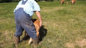 Rinderhof in Schrobenhausen mit Limousin & Wagyu Rindern - im Mai geht es auf der Weide