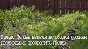 Рассказываю: как я убираю лук, чтобы он хорошо хранился зимой