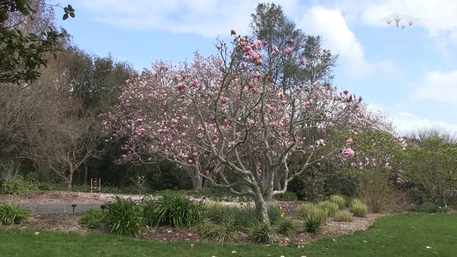Auckland Botanic Gardens Magnolia Collection смотреть онлайн