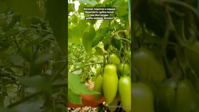 Томат "НИАГАРА". СУПЕР УРОЖАЙНЫЙ ТОМАТ???
