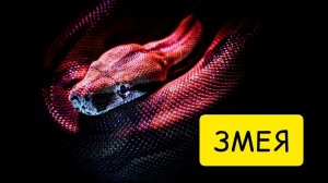 К чему снятся ЗМЕИ. Видеть ВО СНЕ змею. Толкование сна.