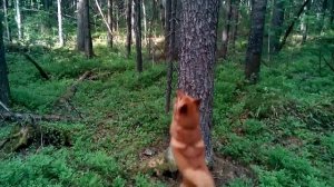 Карело финская лайка