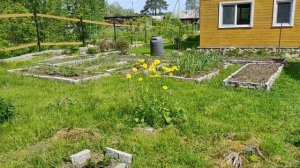 июньское цветение. медоносы для пчел.