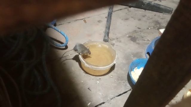 Хитрая умная мыш. смотреть онлайн